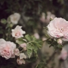 romantic-roses-marina-mansanta-per-boho-style-shooting